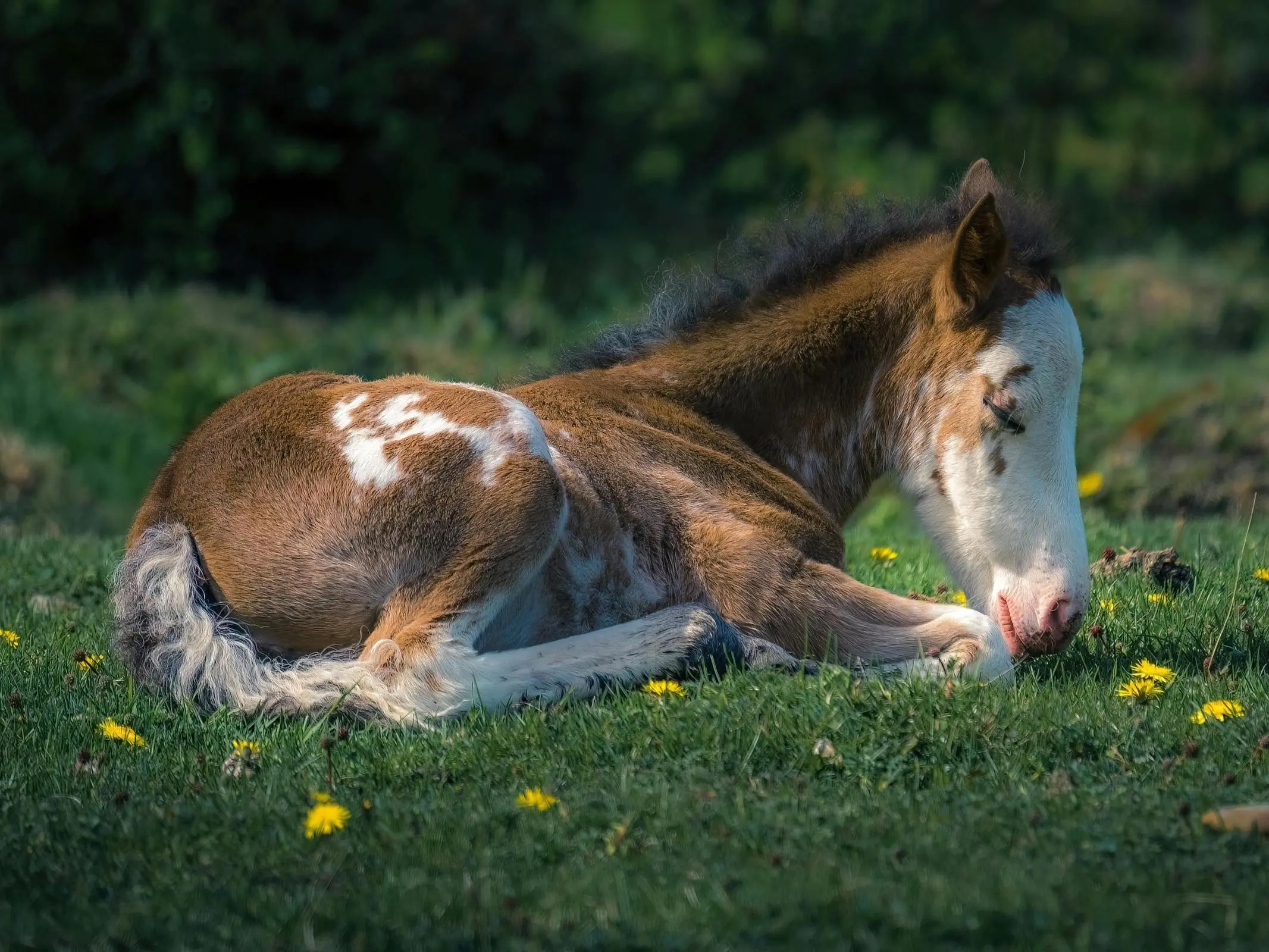 Sabino pinto foal curled up asleep among dandilions