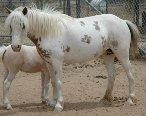 Sabino Pinto Horse Sabino Pinto Horse