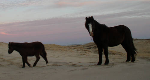 Sable Island Horse