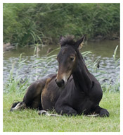 A young horse laying down