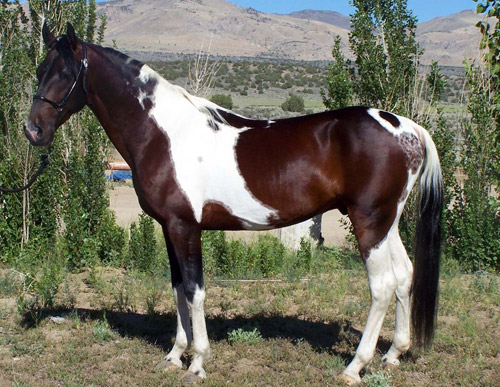 Saddlebred Horse Saddlebred Horse