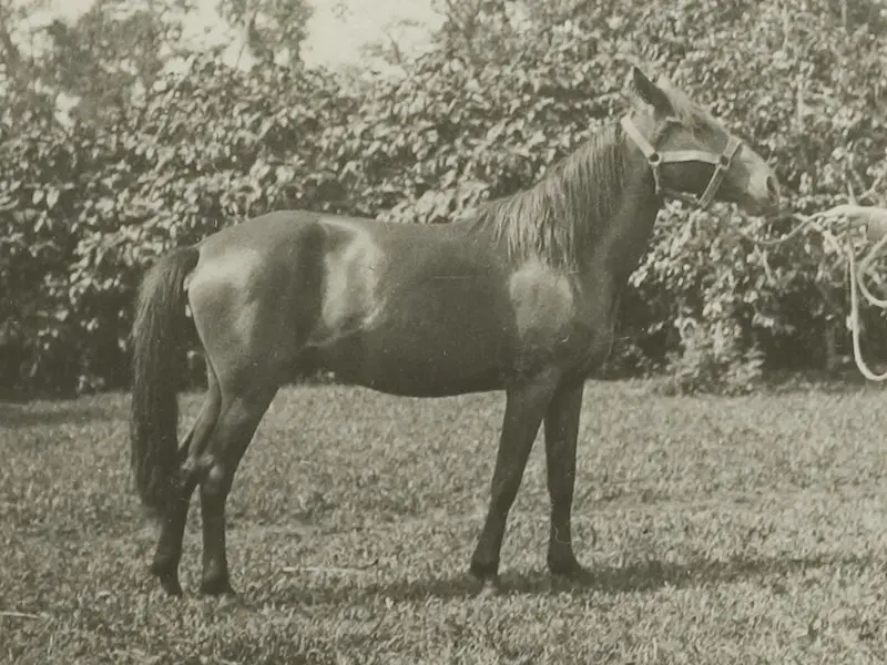 Sumba Pony
