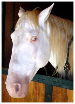 White, blue eyed horse