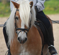 Schooling rider on a horse