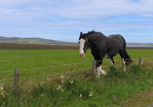 Retired police horse, patrolling his fence Draft horse walking in a pasture