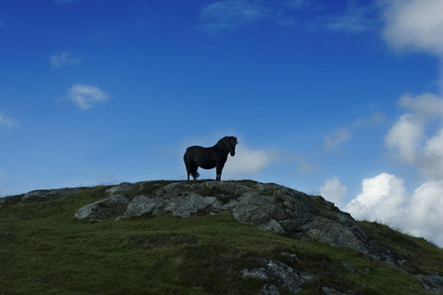 Horse in the Scottish Countryside Horse in the Scottish Countryside