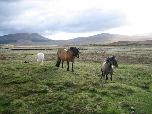 Horse outside Culra Bothy Horse outside Culra Bothy, Scotland