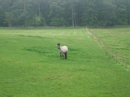 Horse standing in the middle of a green field Horse standing in the middle of a green field