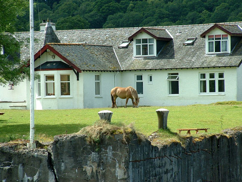 Loch Ness Horse Horse grazing outside a farm house
