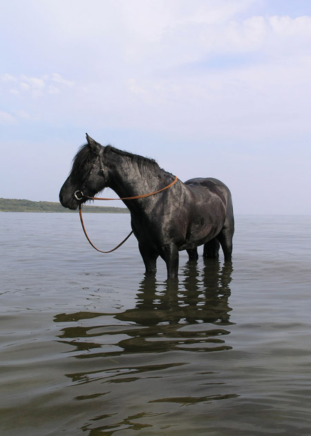 Horse standing knee deep in water