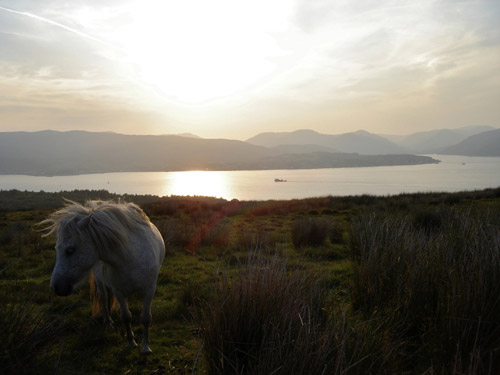 Horse overlooking the water at sunset