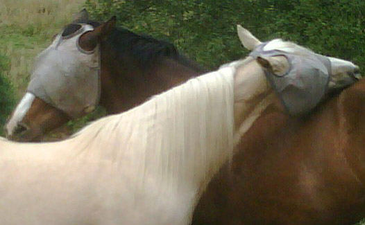 A good back scratch Horses scratching backs