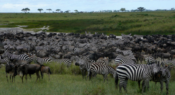 Serengeti Migration