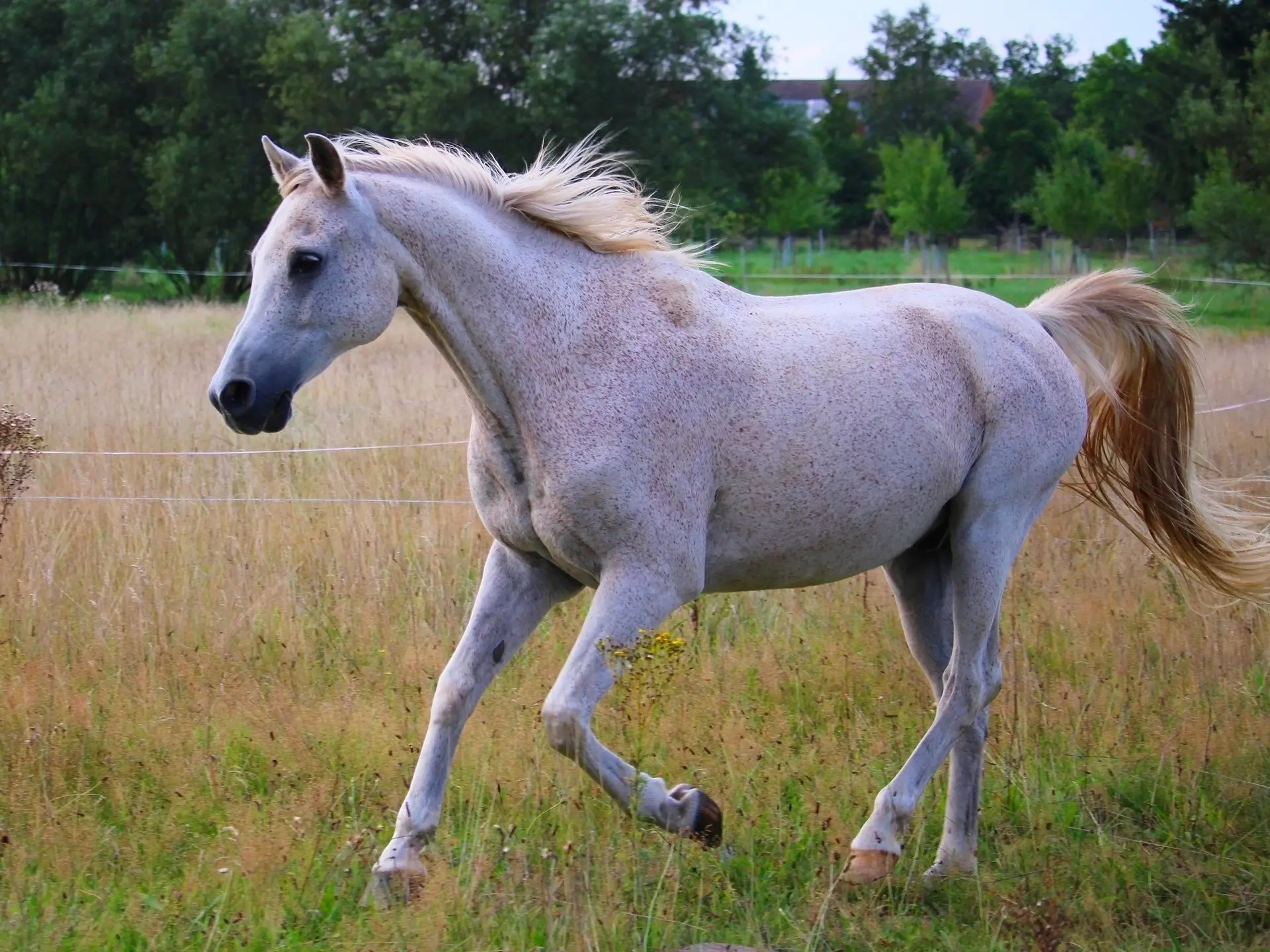 Shagya Arabian Horse