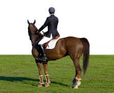 Show horse and rider