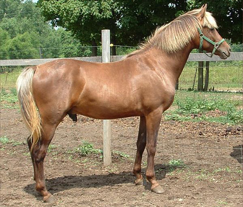 Silver Bay Horse Silver Bay Horse