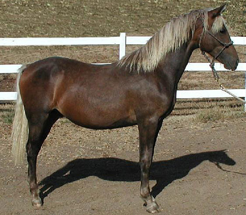 Silver Dapple Horse Silver Dapple Horse
