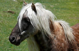 Silver Dapple Horse