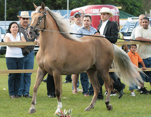 Silver Dapple Horse