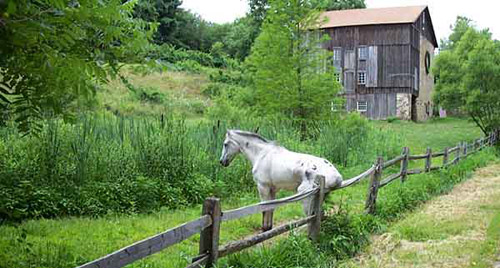 Horse Sitting A horse sitting on a fence