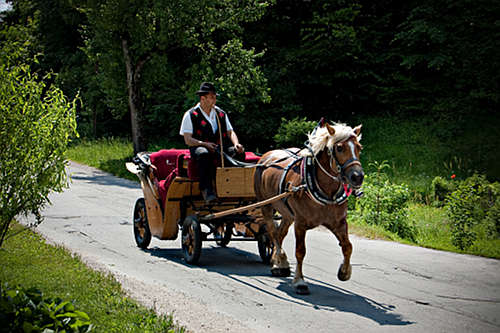 Horse in Slovenia