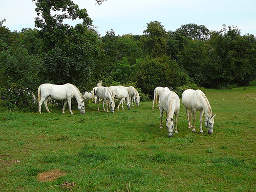 Lipica Horses in Slovenia Horse in Slovenia