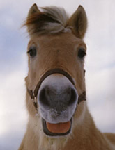 Happy Horse