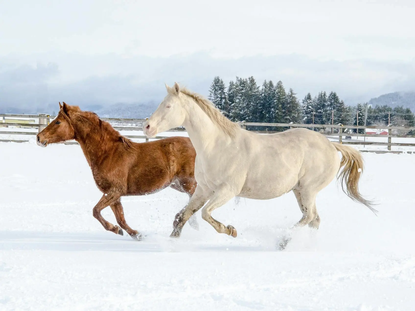 American Albino Horse running in the snow