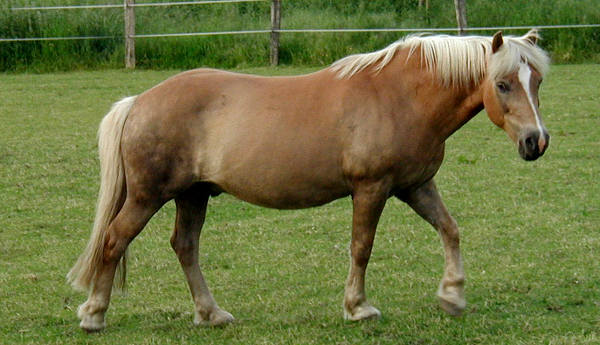 Sooty or Smutty Chestnut Horse