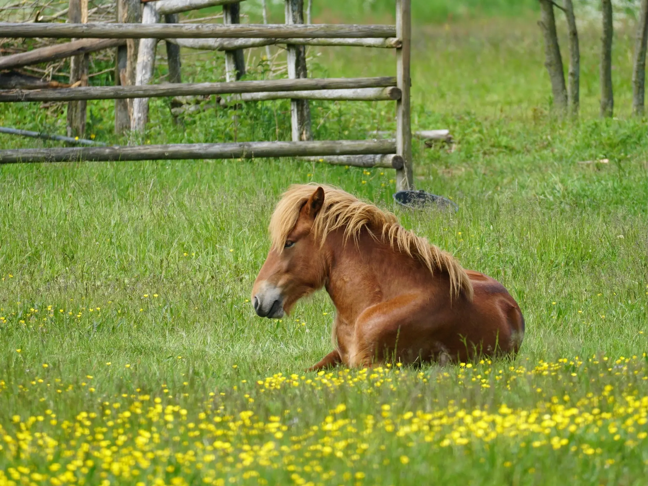 Horse laying down