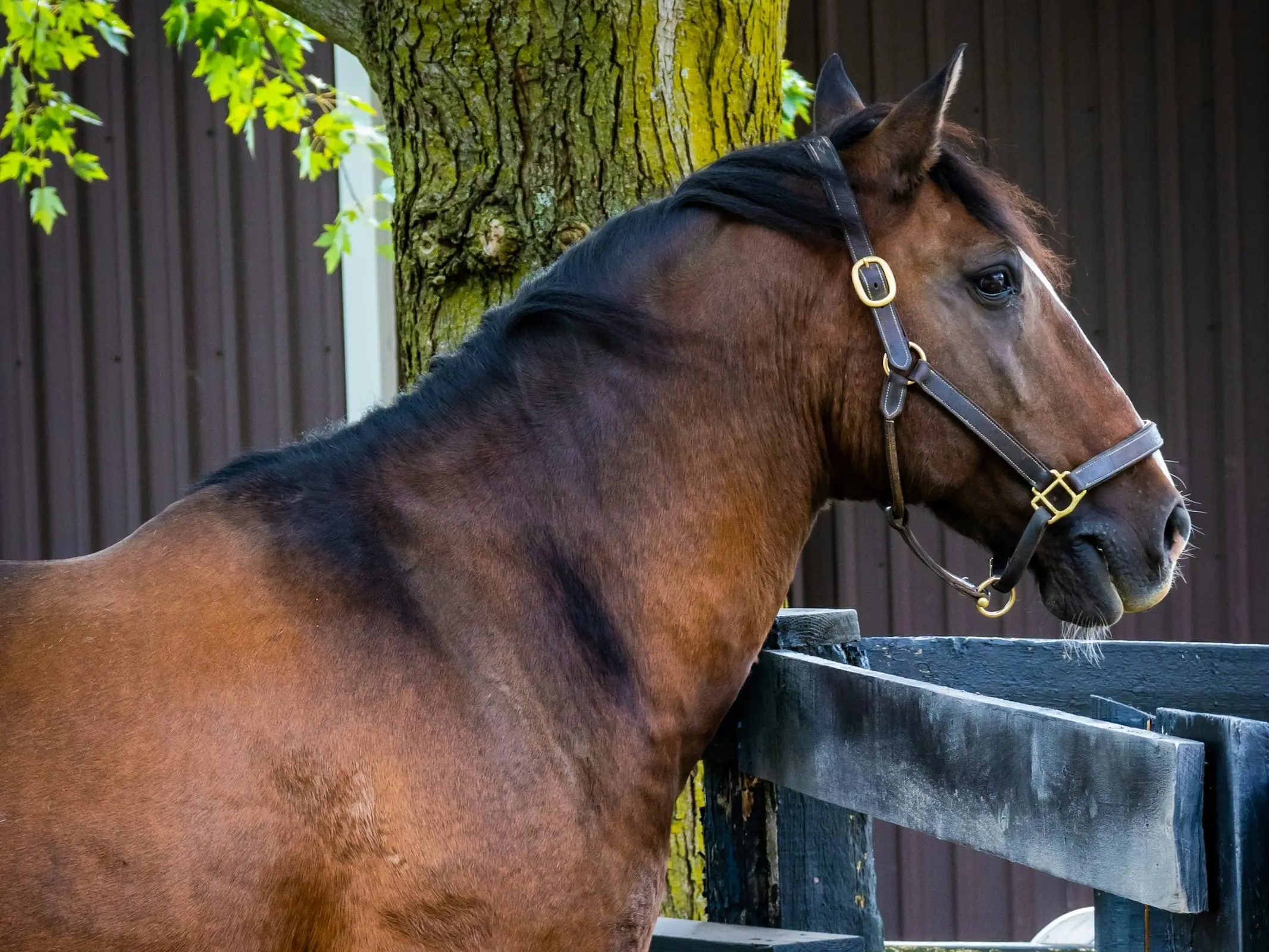 Bay sooty horse