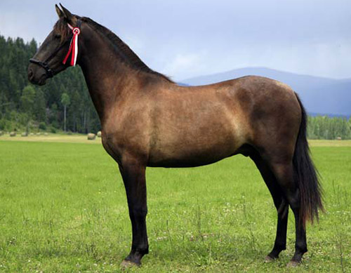 Sooty Bay Horse