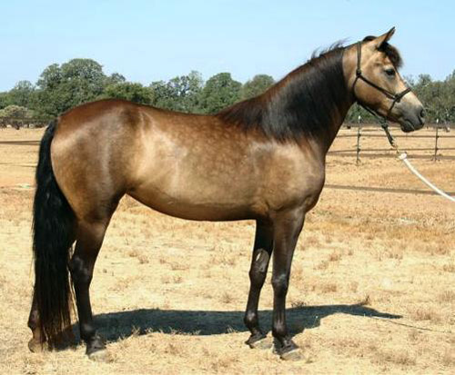 Black Sooty / Smutty Horse Black Sooty / Smutty Horse