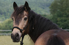 Smutty or Sooty Horse