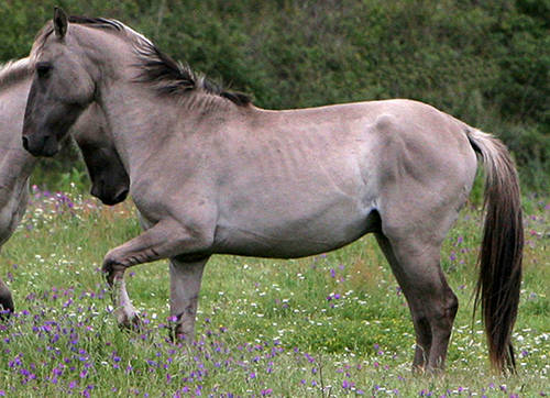Sorraia Horse