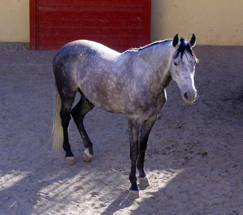 Tough Bullring Horse Horse in a bullring