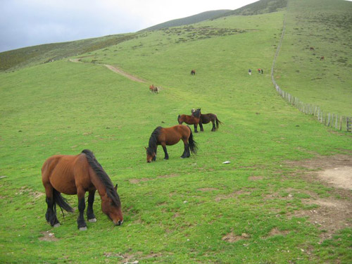 Pyrénées Horses Pyrénées Horses grazing