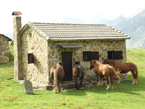 Ding Dong Ditch Anyone? Horses standing outside a stone house in the countryside