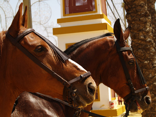 Spanish Horses Spanish Horses