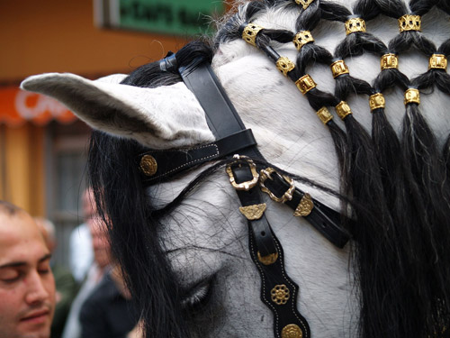 Spanish Horse with braided mane