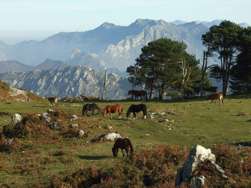 Horses Grazing in the Spanish Countryside Horses grazing in the Spanish Countryside