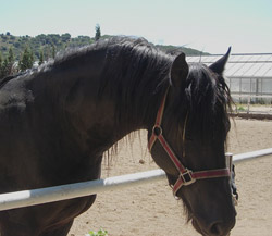 Spanish Horse