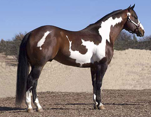 Splashed White Pinto Horse Splashed White Pinto Horse
