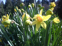 Daffodils Daffodils