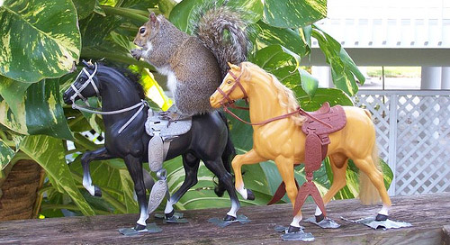 Squirrel & Barbie Horse