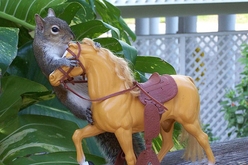 Squirrel & Barbie Horse
