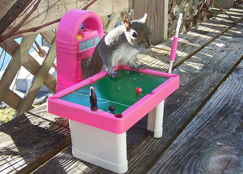 Squirrel Playing Pool