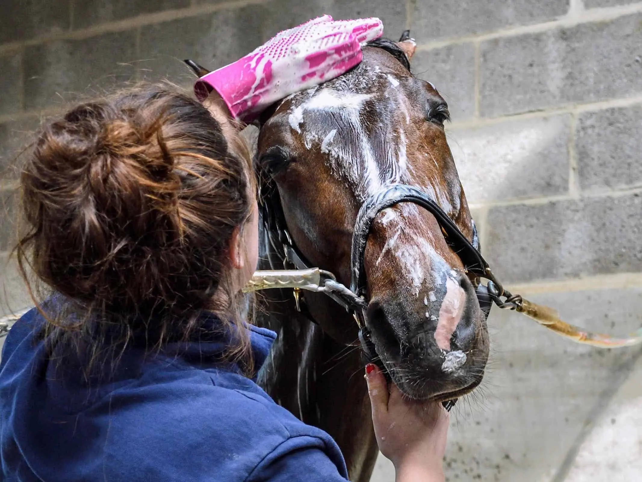 woman washing a horse