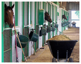 Working horse stable