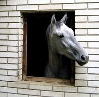 Working horse stable